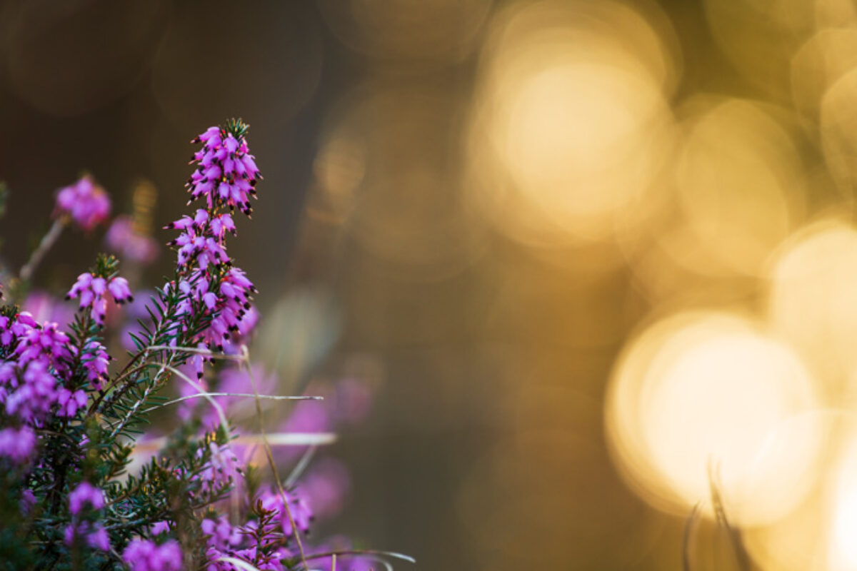 Frühling